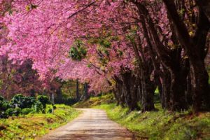 เที่ยวไทยไปไหนดี